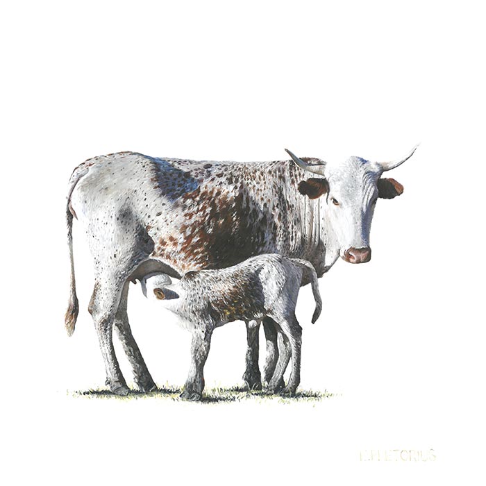 'Nguni cow and calf 1' artwork by Edgar Pretorius