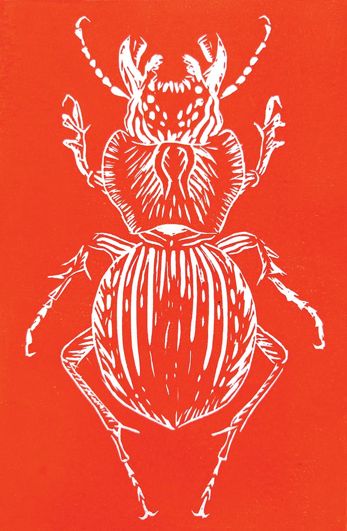 'Carabid' artwork by Naomi Roux